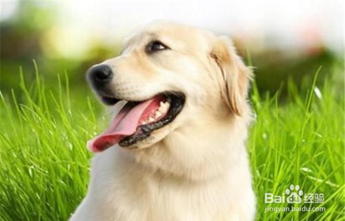 去狗嘴臭的小窍门