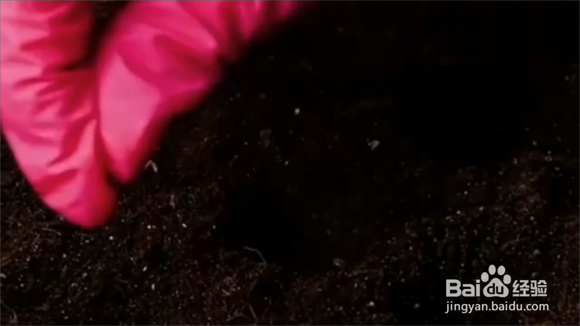 怎样知道鸡蛋盒子的妙用