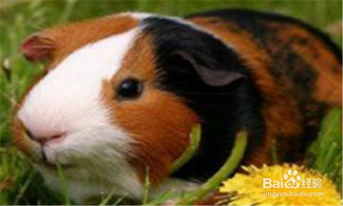 荷兰猪呼吸道感染怎么办