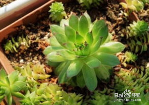 怎么养好多肉？