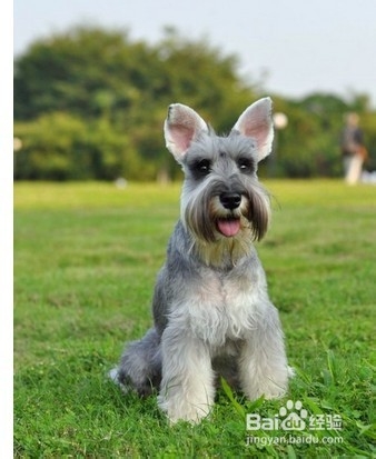 雪纳瑞饲养指南