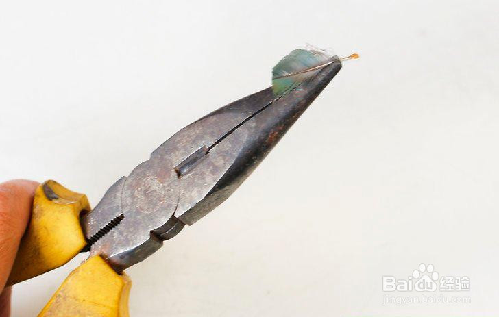 如何让鸟长出新的羽毛