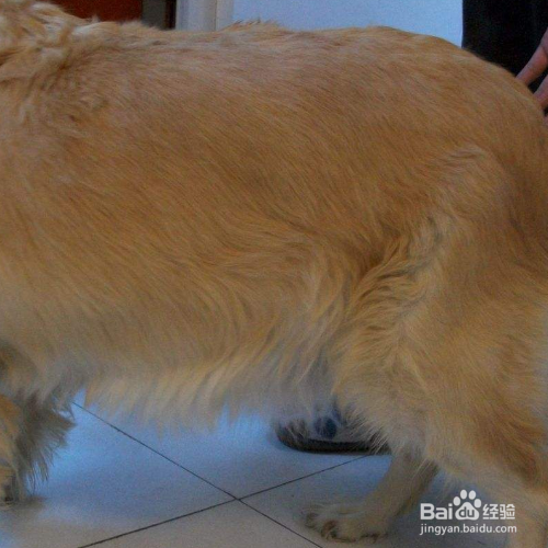 如何判断狗狗是否怀孕了?