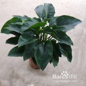 花卉绿钻怎么养