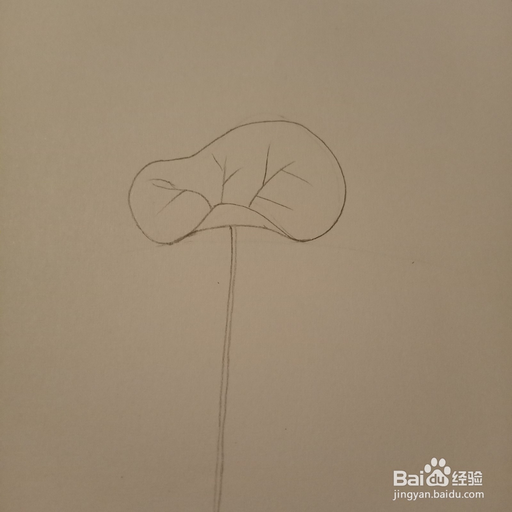 简单随笔画荷叶