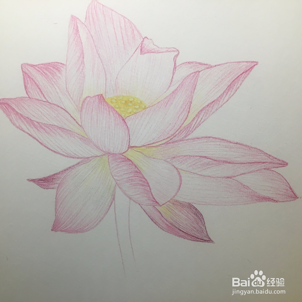 手绘画一朵荷花的彩铅画 莲花铅笔画