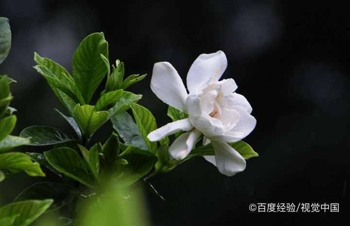 栀子花冬天怎么养才能安全过冬?