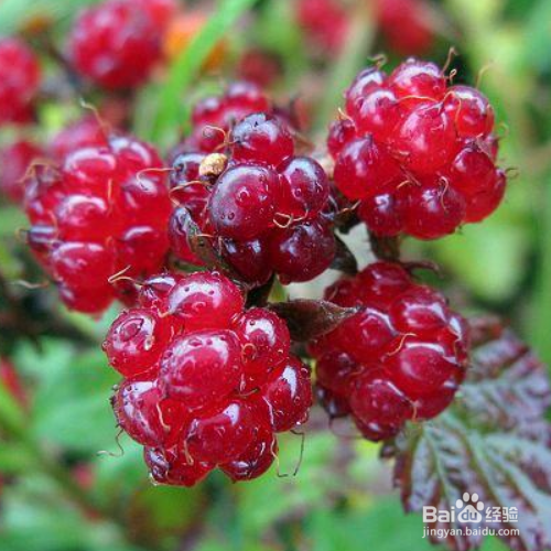 刺莓的养殖方法和注意事项