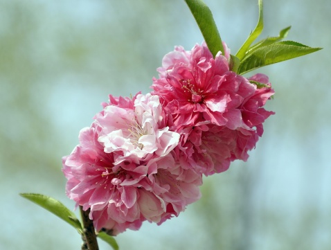 怎么安排清明节去太原踏青赏花