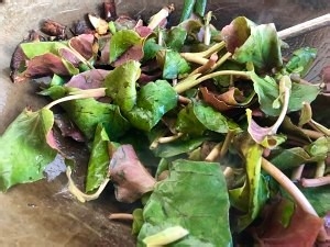 教你怎么做鱼腥草（折耳根）炒腊肉