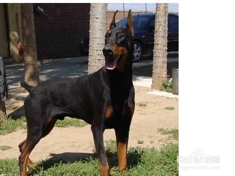 搬新家让狗狗适应的方法