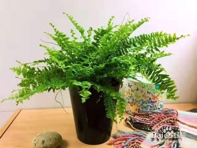 养花时,注意这几点,不然到最后就只剩个盆啦