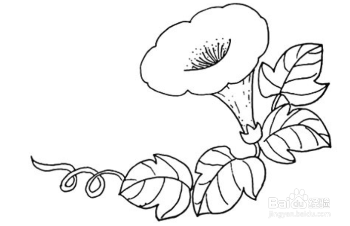 藤蔓植物简笔画图片图片