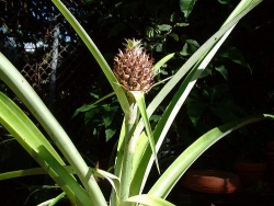 教你怎么在阳台种菠萝