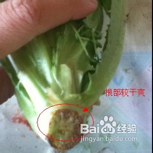 如何挑选油麦菜
