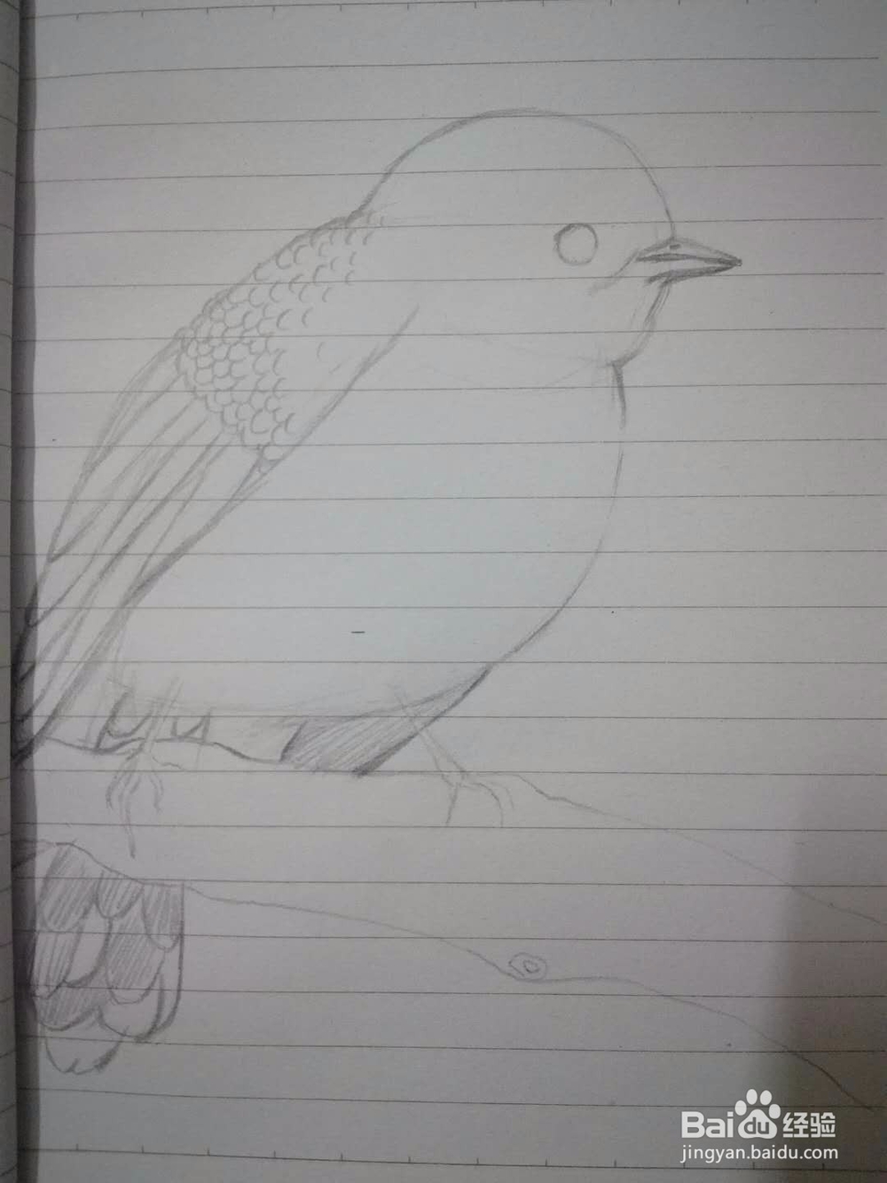 《小鸟思思》插画速写教程