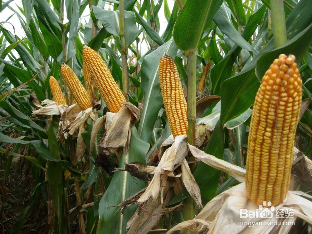 大田玉米最佳收获期三看帮你丰产