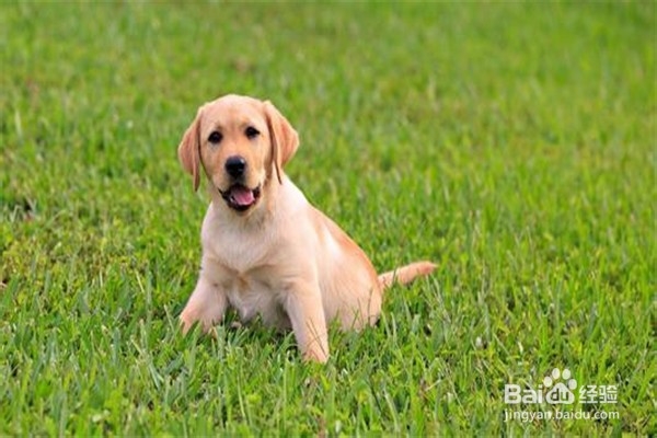 养拉布拉多需要注意些什么事情?