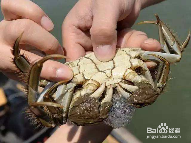 新买的螃蟹怎么存放