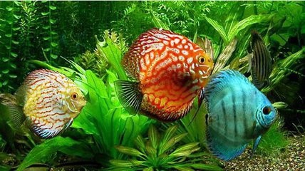 怎么选留丽鱼的种鱼(好鱼)?