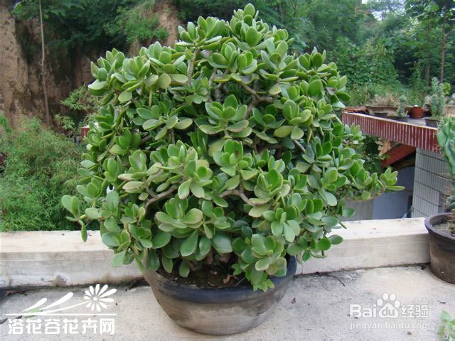 如何治疗蚊虫叮咬