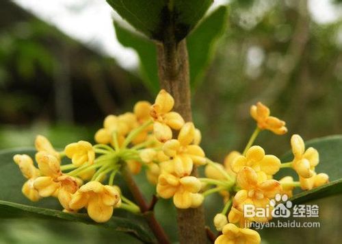 <b>如何用花朵果蔬祛斑</b>