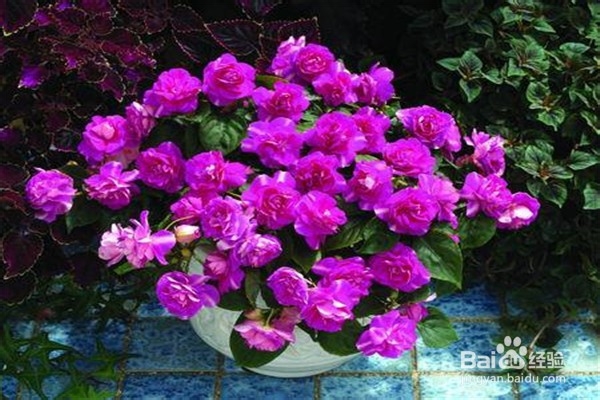 天竺葵的养殖方法和注意事项