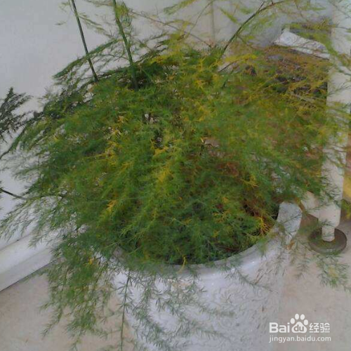 水培文竹的养殖方法和注意事项
