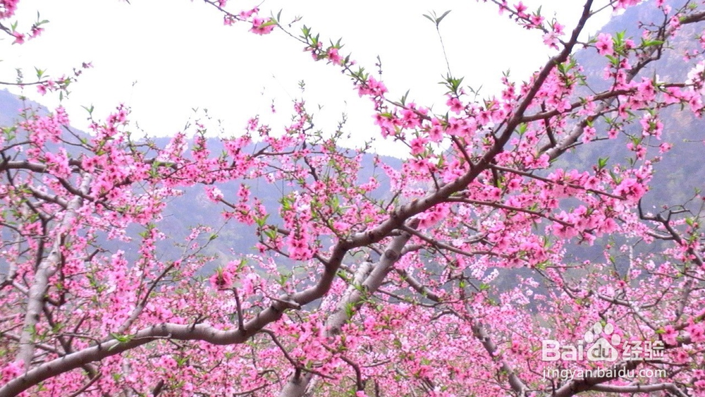 教你用光明减肥