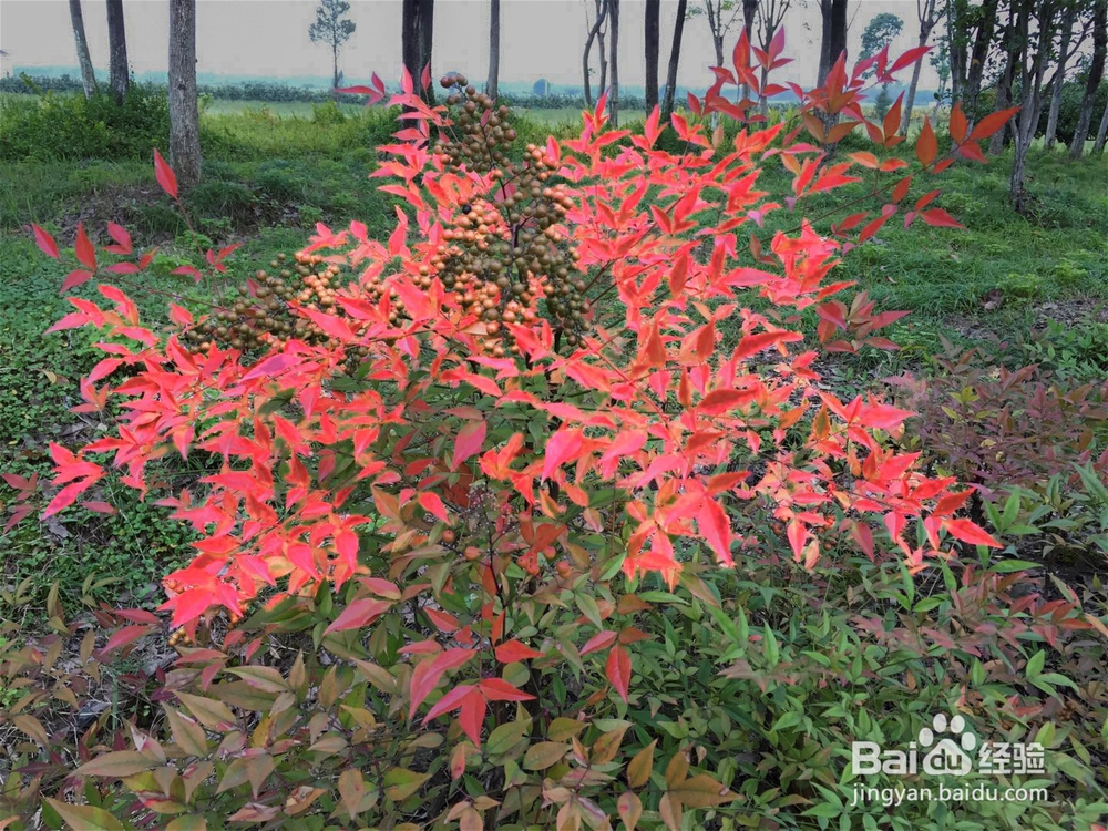 如何使图片的红色更艳丽