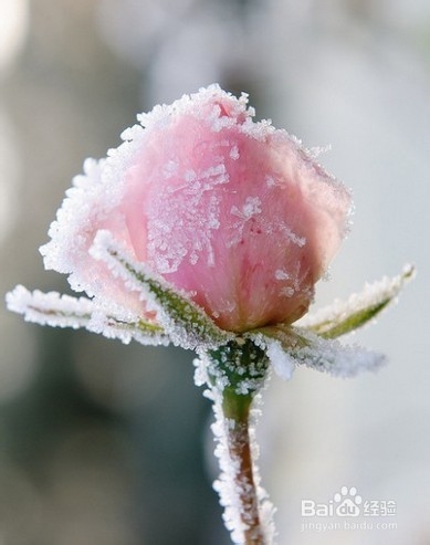 小升初自我介绍优秀范文（一）