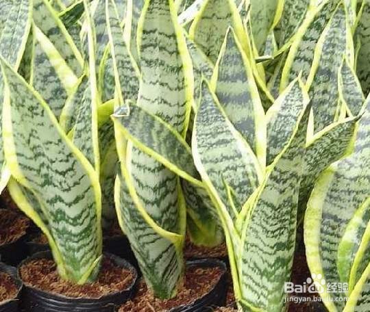 哪些植物去甲醛最好