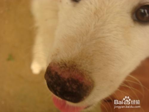 狗狗毛不好怎么办？嘴边毛黄怎么办？