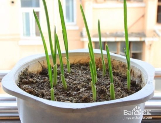 家庭种植--盆栽大蒜