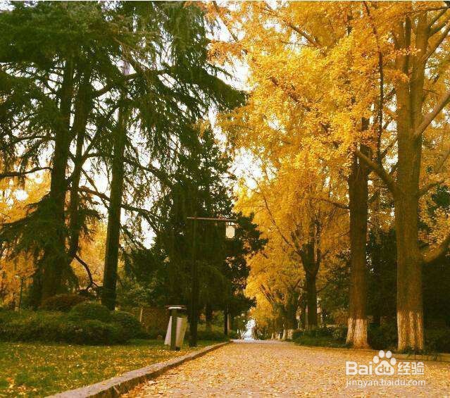 南京秋天旅游攻略