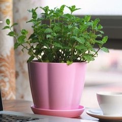 薄荷怎样种？种植薄荷需要注意什么？