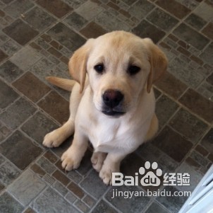 拉布拉多犬寄养朋友家要交代哪四点要求