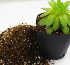 盆栽几年换一次土