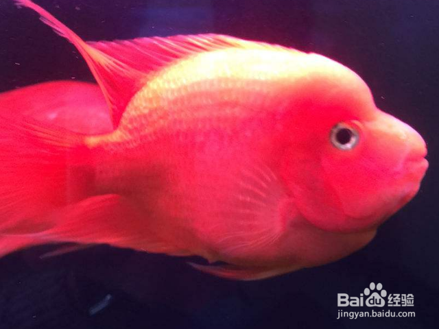 防止鹦鹉鱼打架的办法