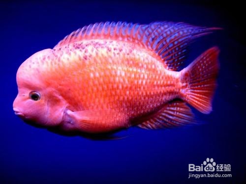 病鱼肠道星红色症状的鱼病有哪些?如何鉴别?