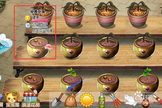 玫瑰小镇如何种植免费玫瑰