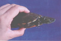 养龟新手如何正确地抓龟