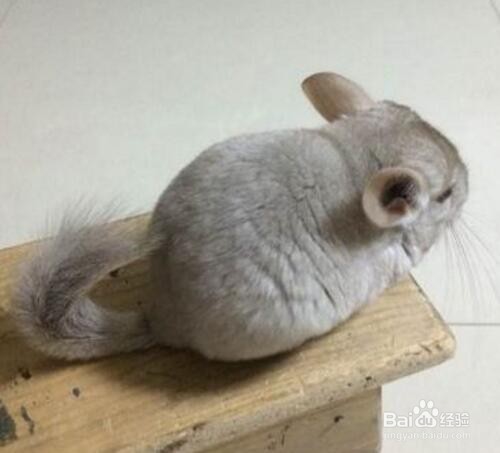 龙猫越狱了要怎么抓回来