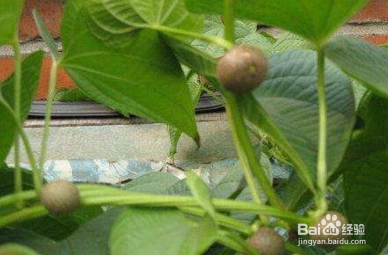 黄独的果实食用方法