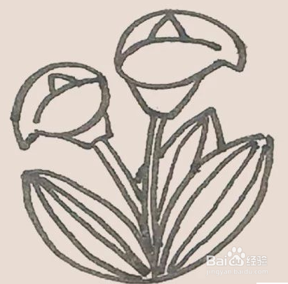 马蹄莲简笔画怎么画