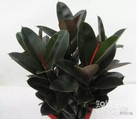 雾霾天,这20种花摆在家里最吸霾!