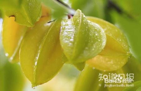 果酒集锦-水果作坊-介绍两种水果酒的制作方法
