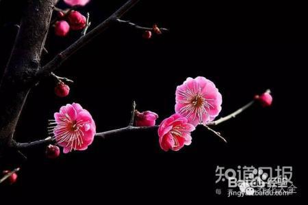 人民币上的花，你家都养了吗