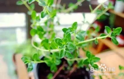 花2块钱买盆花放厨房,做饭时随手摘,超级好吃!