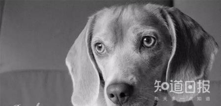 狗狗口臭，主人们该如何应对？